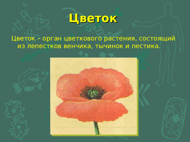 Цветок Цветок – орган цветкового растения, состоящий из лепестков венчика, тычинок и пестика. 