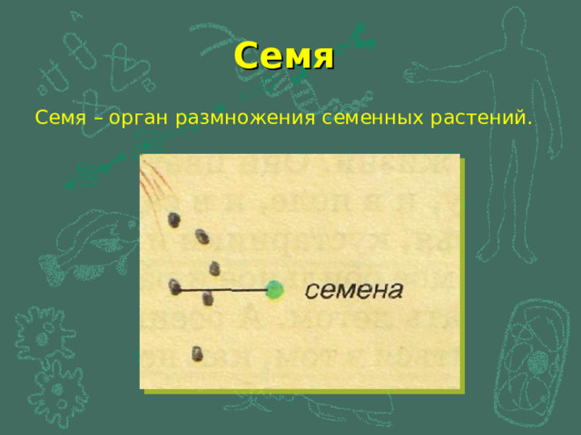 Семя Семя – орган размножения семенных растений. 