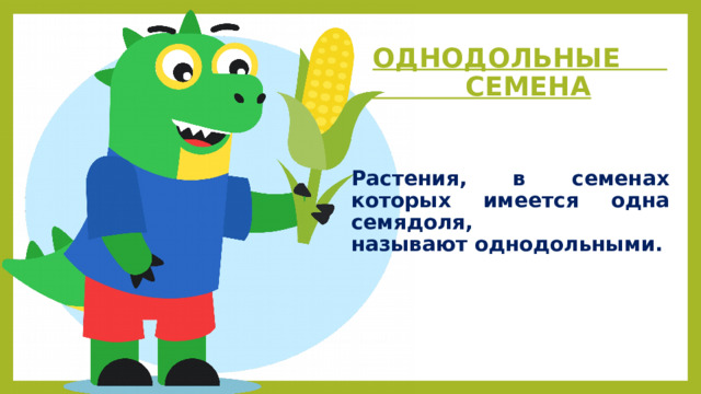 ОДНОДОЛЬНЫЕ  СЕМЕНА  Растения, в семенах которых имеется одна семядоля, называют однодольными.  