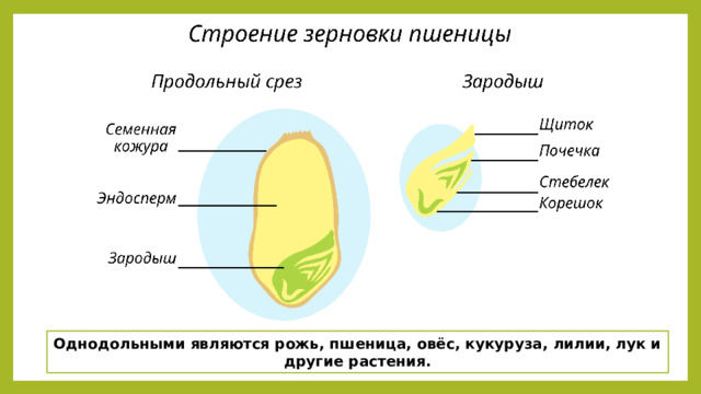 Однодольными являются рожь, пшеница, овёс, кукуруза, лилии, лук и другие растения. 