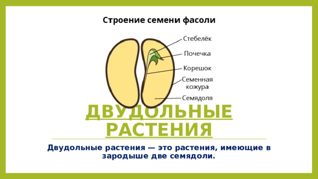 ДВУДОЛЬНЫЕ РАСТЕНИЯ Двудольные растения — это растения, имеющие в зародыше две семядоли. 