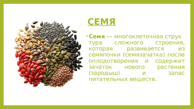СЕМЯ Семя  — многоклеточная структура сложного строения, которая развивается из семяпочки (семязачатка) после оплодотворения и содержит зачаток нового растения (зародыш) и запас питательных веществ. 