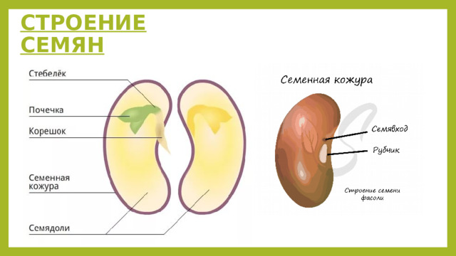 СТРОЕНИЕ СЕМЯН 