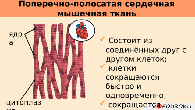 Поперечно-полосатая сердечная мышечная ткань     ядра  Состоит из соединённых друг с другом клеток;  клетки сокращаются быстро и одновременно;  сокращается непроизвольно . цитоплазма 
