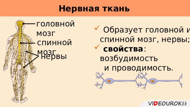 Нервная ткань     головной мозг  Образует головной и спинной мозг, нервы;  свойства : возбудимость  и проводимость. спинной мозг нервы 