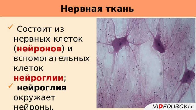 Нервная ткань      Состоит из нервных клеток ( нейронов ) и вспомогательных клеток нейроглии ;  нейроглия окружает нейроны, обеспечивает их питание и защиту. 