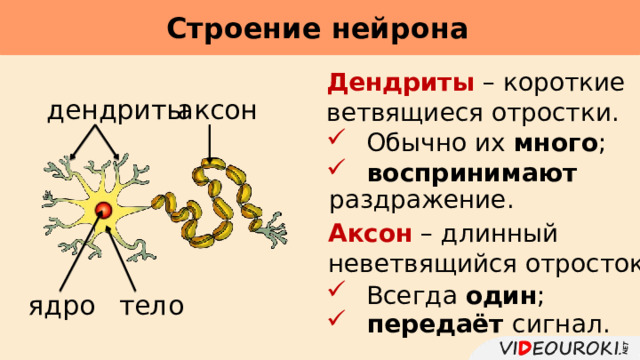 Строение нейрона     Дендриты – короткие ветвящиеся отростки. аксон дендриты  Обычно их много ;  воспринимают раздражение. Аксон – длинный неветвящийся отросток.  Всегда один ; тело ядро  передаёт сигнал. 