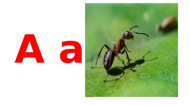 A a  