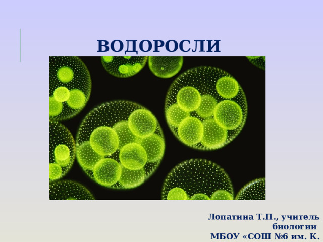  ВОДОРОСЛИ Лопатина Т.П., учитель биологии МБОУ «СОШ №6 им. К. Минина 