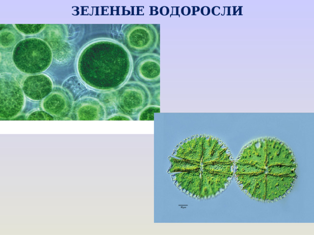 ЗЕЛЕНЫЕ ВОДОРОСЛИ 