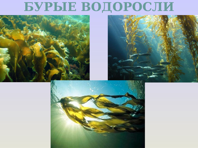 БУРЫЕ ВОДОРОСЛИ 