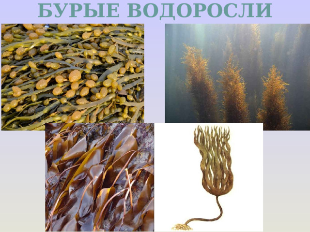 БУРЫЕ ВОДОРОСЛИ 