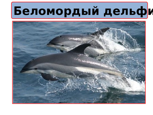 Беломордый дельфин 