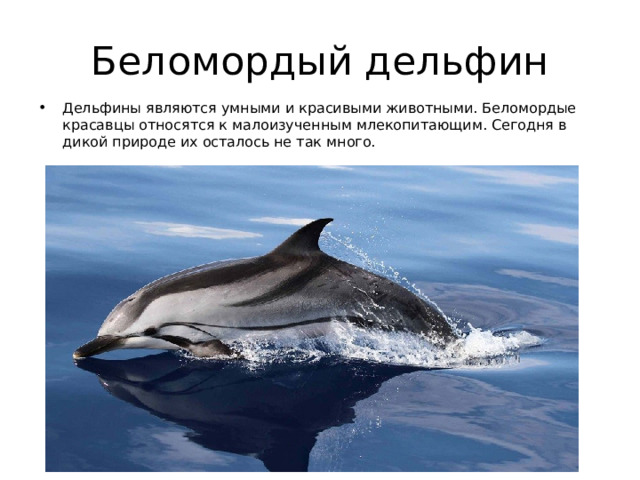 Беломордый дельфин Дельфины являются умными и красивыми животными. Беломордые красавцы относятся к малоизученным млекопитающим. Сегодня в дикой природе их осталось не так много. www.themegallery.com 