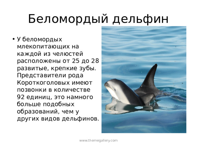 Беломордый дельфин У беломордых млекопитающих на каждой из челюстей расположены от 25 до 28 развитые, крепкие зубы. Представители рода Короткоголовых имеют позвонки в количестве 92 единиц, это намного больше подобных образований, чем у других видов дельфинов. www.themegallery.com 
