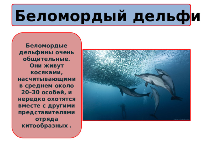 Беломордый дельфин Беломордые дельфины очень общительные. Они живут косяками, насчитывающими в среднем около 20–30 особей, и нередко охотятся вместе с другими представителями отряда китообразных . 