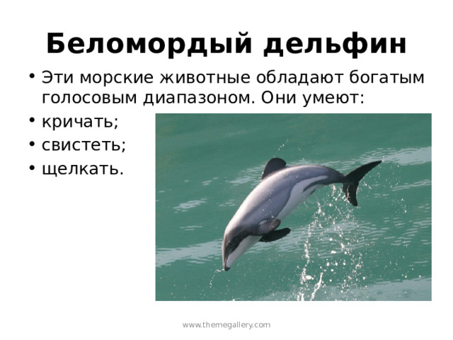 Беломордый дельфин Эти морские животные обладают богатым голосовым диапазоном. Они умеют: кричать; свистеть; щелкать. www.themegallery.com 