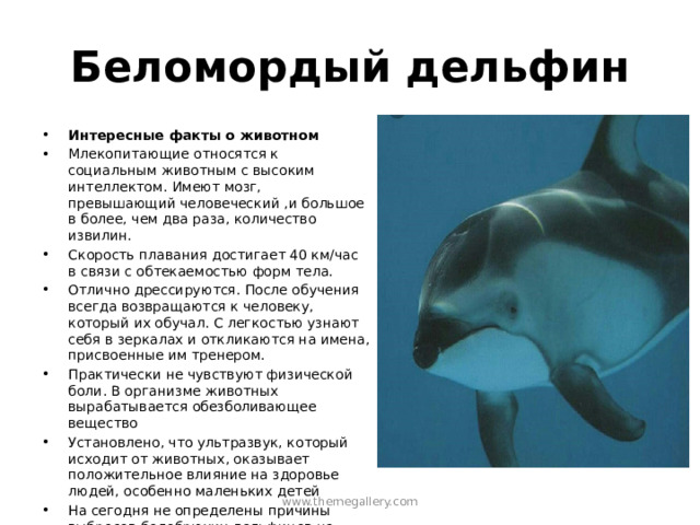 Беломордый дельфин Интересные факты о животном Млекопитающие относятся к социальным животным с высоким интеллектом. Имеют мозг, превышающий человеческий ,и большое в более, чем два раза, количество извилин. Скорость плавания достигает 40 км/час в связи с обтекаемостью форм тела. Отлично дрессируются. После обучения всегда возвращаются к человеку, который их обучал. С легкостью узнают себя в зеркалах и откликаются на имена, присвоенные им тренером. Практически не чувствуют физической боли. В организме животных вырабатывается обезболивающее вещество Установлено, что ультразвук, который исходит от животных, оказывает положительное влияние на здоровье людей, особенно маленьких детей На сегодня не определены причины выбросов белобрюхих дельфинов на берег, что приводит к гибели млекопитающих. Учёные работают над разрешением этой проблемы. www.themegallery.com 
