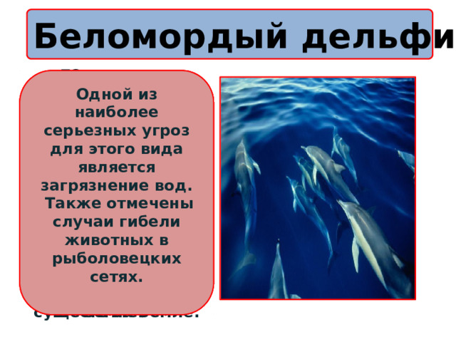 Беломордый дельфин   Само слово «дельфин» образовано от греческого слова delphos, что означает «брат». Дельфины являются одними из самых высокоразвитых и вместе с тем загадочных живых существ на земле.  Беломордые дельфины часто гибнут от обсыхания. Ученые до сих пор не могут точно сказать, что приводит к массовым самоубийствам одних из наиболее развитых живых существ на Земле.  Одной из наиболее серьезных угроз для этого вида является загрязнение вод.  Также отмечены случаи гибели животных в рыболовецких сетях.   