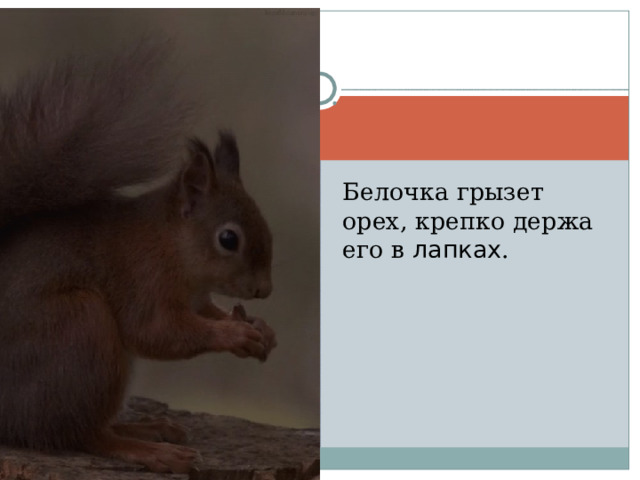 Белочка грызет орех, крепко держа его в лапках . 