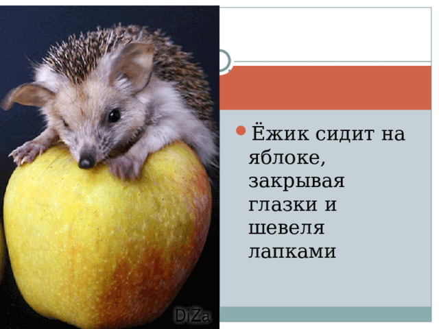 Ёжик сидит на яблоке, закрывая глазки и шевеля лапками 