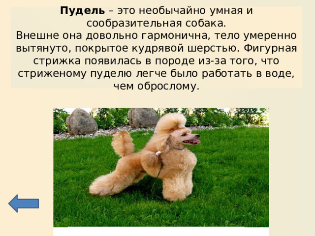 Пудель – это необычайно умная и сообразительная собака.  Внешне она довольно гармонична, тело умеренно вытянуто, покрытое кудрявой шерстью. Фигурная стрижка появилась в породе из-за того, что стриженому пуделю легче было работать в воде, чем оброслому. 