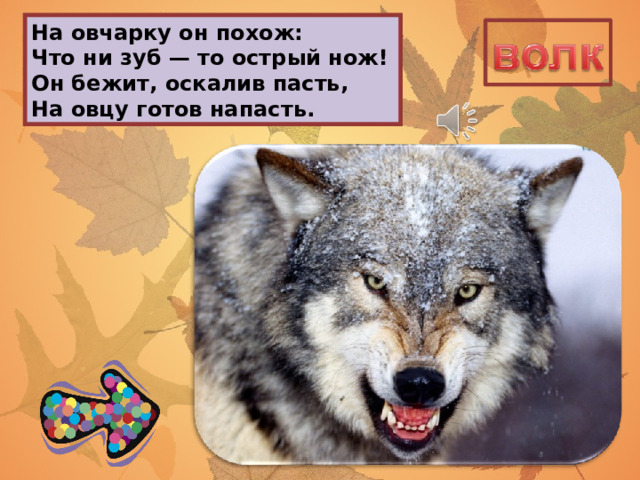 На овчарку он похож:  Что ни зуб — то острый нож!  Он бежит, оскалив пасть,  На овцу готов напасть. 