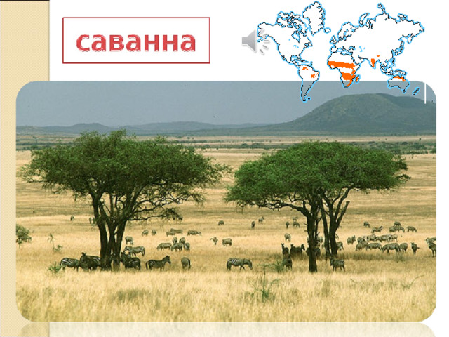 Какие животные в саваннах и редколесьях