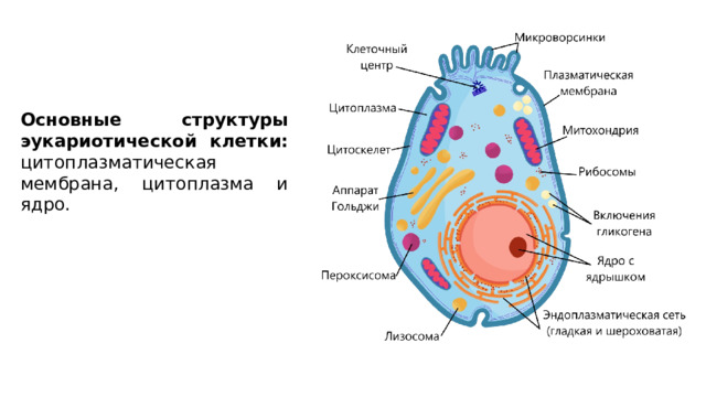 Основные структуры эукариотической клетки: цитоплазматическая мембрана, цитоплазма и ядро. 