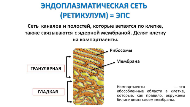 Компартменты — это обособленные области в клетке, которые, как правило, окружены билипидным слоем мембраны .  