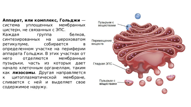 Аппарат, или комплекс, Гольджи  — система уплощенных мембранных цистерн, не связанных с ЭПС. Каждая группа белков, синтезированных на шероховатом ретикулуме, собирается в определенном участке на периферии аппарата Гольджи. В этих участках от него отделяются мембранные пузырьки, часть из которых дает начало клеточным органеллам, таким как лизосомы . Другая направляется к цитоплазматической мембране, сливается с ней и выделяет свое содержимое наружу. 