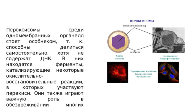 Пероксисомы среди одномембранных органелл стоят особняком, т. к. способны делиться самостоятельно, хотя не содержат ДНК. В них находятся ферменты, катализирующие некоторые окислительно-восстановительные реакции, в которых участвуют перекиси. Они также играют важную роль в обезвреживании многих токсичных веществ. 
