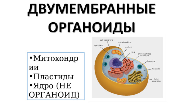 Митохондрии Пластиды Ядро (НЕ ОРГАНОИД) 