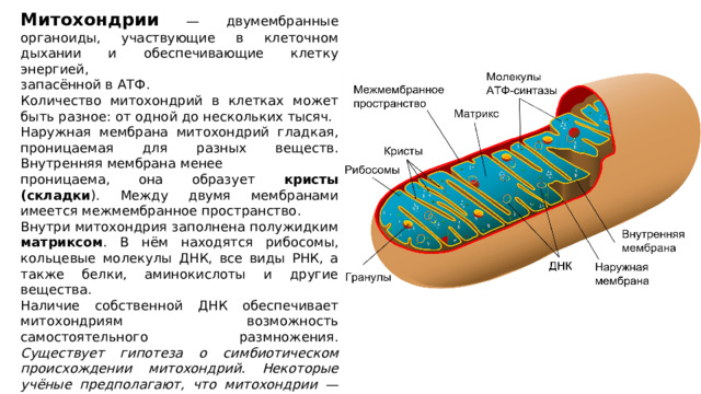 Митохондрии — двумембранные органоиды, участвующие в клеточном дыхании и обеспечивающие клетку энергией, запасённой в АТФ. Количество митохондрий в клетках может быть разное: от одной до нескольких тысяч. Наружная мембрана митохондрий гладкая, проницаемая для разных веществ. Внутренняя мембрана менее проницаема, она образует кристы (складки ). Между двумя мембранами имеется межмембранное пространство. Внутри митохондрия заполнена полужидким матриксом . В нём находятся рибосомы, кольцевые молекулы ДНК, все виды РНК, а также белки, аминокислоты и другие вещества. Наличие собственной ДНК обеспечивает митохондриям возможность самостоятельного размножения. Существует гипотеза о симбиотическом происхождении митохондрий. Некоторые учёные предполагают, что митохондрии — это бактерии, когда-то паразитирующие в эукариотических клетках, превратившиеся затем в важнейшие органоиды. 