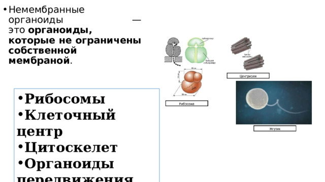 Немембранные органоиды — это  органоиды, которые не ограничены собственной мембраной . Рибосомы Клеточный центр Цитоскелет Органоиды передвижения 