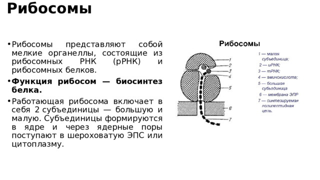 Рибосомы   Рибосомы представляют собой мелкие органеллы, состоящие из рибосомных РНК (рРНК) и рибосомных белков. Функция рибосом — биосинтез белка. Работающая рибосома включает в себя 2 субъединицы — большую и малую. Субъединицы формируются в ядре и через ядерные поры поступают в шероховатую ЭПС или цитоплазму. 