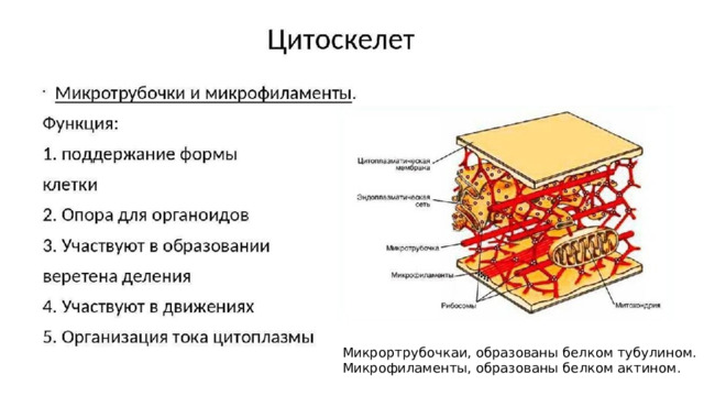Микрортрубочкаи, образованы белком тубулином.  Микрофиламенты, образованы белком актином. 