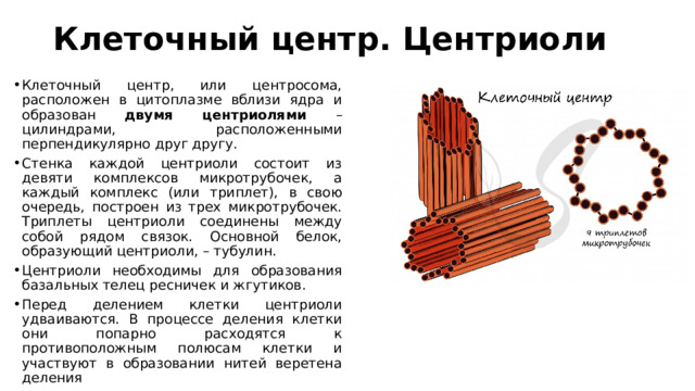 Клеточный центр. Центриоли   Клеточный центр, или центросома, расположен в цитоплазме вблизи ядра и образован двумя центриолями – цилиндрами, расположенными перпендикулярно друг другу. Стенка каждой центриоли состоит из девяти комплексов микротрубочек, а каждый комплекс (или триплет), в свою очередь, построен из трех микротрубочек. Триплеты центриоли соединены между собой рядом связок. Основной белок, образующий центриоли, – тубулин. Центриоли необходимы для образования базальных телец ресничек и жгутиков. Перед делением клетки центриоли удваиваются. В процессе деления клетки они попарно расходятся к противоположным полюсам клетки и участвуют в образовании нитей веретена деления 