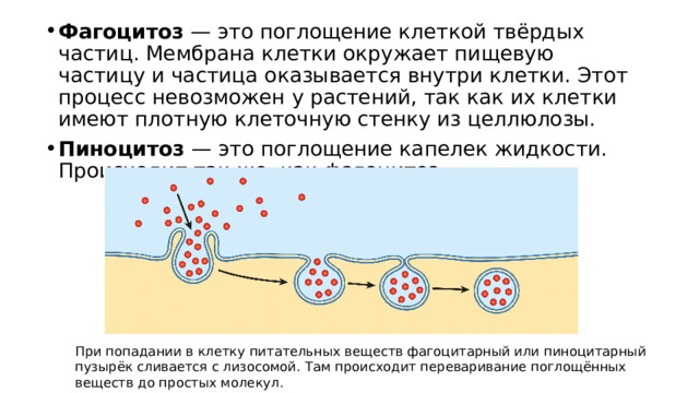 Фагоцитоз — это поглощение клеткой твёрдых частиц. Мембрана клетки окружает пищевую частицу и частица оказывается внутри клетки. Этот процесс невозможен у растений, так как их клетки имеют плотную клеточную стенку из целлюлозы. Пиноцитоз — это поглощение капелек жидкости. Происходит так же, как фагоцитоз. При попадании в клетку питательных веществ фагоцитарный или пиноцитарный пузырёк сливается с лизосомой. Там происходит переваривание поглощённых веществ до простых молекул. 
