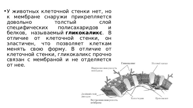 У животных клеточной стенки нет, но к мембране снаружи прикрепляется довольно толстый слой специфических полисахаридов и белков, называемый  гликокаликс . В отличие от клеточной стенки, он эластичен, что позволяет клеткам менять свою форму. В отличие от клеточной стенки, гликокаликс прочно связан с мембраной и не отделяется от нее. 