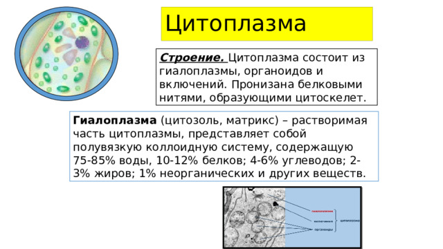 Цитоплазма  Строение. Цитоплазма состоит из гиалоплазмы, органоидов и включений. Пронизана белковыми нитями, образующими цитоскелет. Гиалоплазма (цитозоль, матрикс) – растворимая часть цитоплазмы, представляет собой полувязкую коллоидную систему, содержащую 75-85% воды, 10-12% белков; 4-6% углеводов; 2-3% жиров; 1% неорганических и других веществ. Цитоплазма представляет собой полужидкую слизистую бесцветную массу, содержащую 75-85% воды, 10-12% белков; 4-6% углеводов; 2-3% жиров; 1% неорганических и других веществ. Цитоплазматическое содержимое клетки способно двигаться, что способствует оптимальному размещению органоидов, лучшему протеканию биохимических реакций и т.д.  
