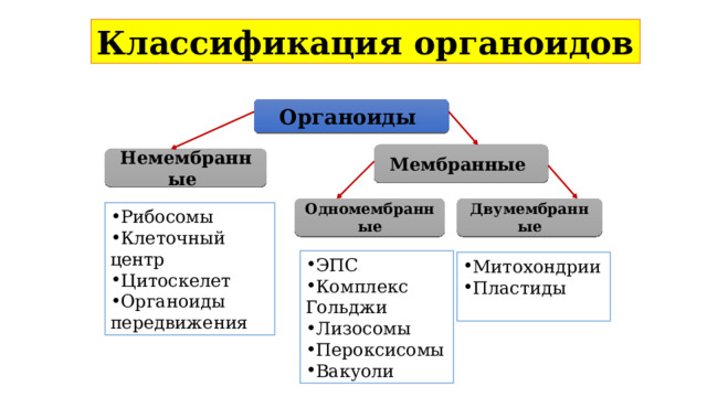 Классификация органоидов Органоиды Мембранные Немембранные Одномембранные Двумембранные Рибосомы Клеточный центр Цитоскелет Органоиды передвижения ЭПС Комплекс Гольджи Лизосомы Пероксисомы Вакуоли Митохондрии Пластиды 
