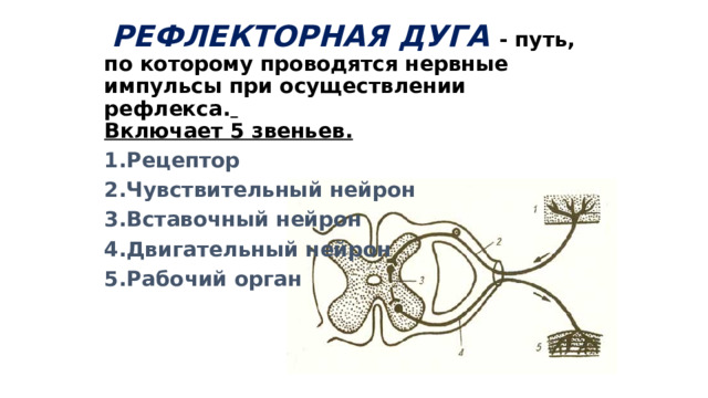  РЕФЛЕКТОРНАЯ ДУГА  - путь, по которому проводятся нервные импульсы при осуществлении рефлекса.   Включает 5 звеньев. Рецептор Чувствительный нейрон Вставочный нейрон Двигательный нейрон Рабочий орган  