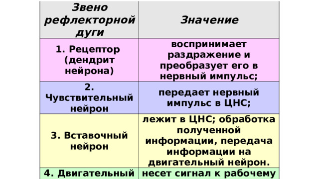 Звено рефлекторной дуги Значение 1. Рецептор  (дендрит нейрона) воспринимает раздражение и преобразует его в нервный импульс; 2. Чувствительный нейрон передает нервный импульс в ЦНС; 3. Вставочный нейрон лежит в ЦНС; обработка полученной информации, передача информации на двигательный нейрон. 4. Двигательный нейрон 5. Рабочий орган несет сигнал к рабочему органу; реагирует на полученное раздражение; 