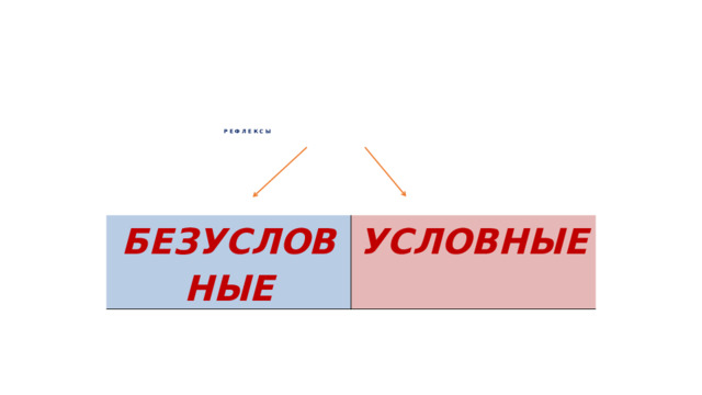 Р Е Ф Л Е К С Ы   БЕЗУСЛОВНЫЕ УСЛОВНЫЕ 