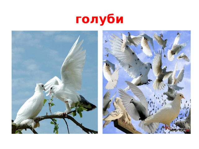 голуби Обитают в основном в больших городах. В охране не нуждаются.  