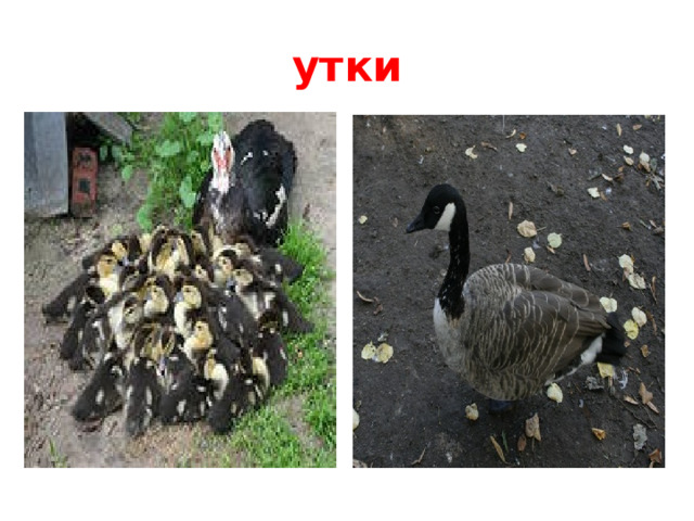 утки Живут на водоемах.  