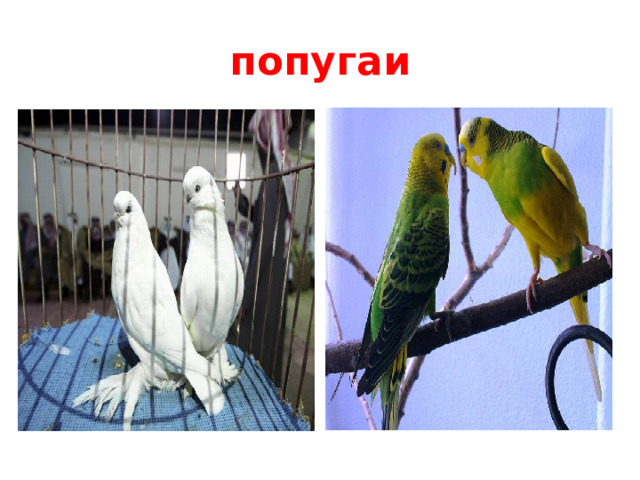 попугаи Попугаи живут в Австралии  