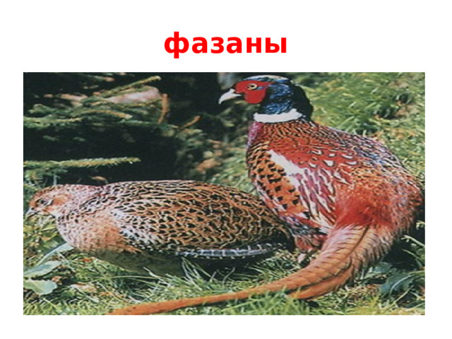 фазаны Разводятся в Украинских угодьях и выпускаются в дикую природу  