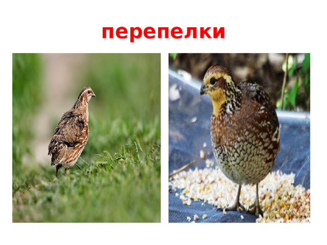 перепелки  
